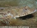 TARFish final scalefish position © Rick Stuart-Smith, Reef Life Survey