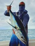 Longtail tuna are abundant in the bay again. There's some real barrels amongst them too
