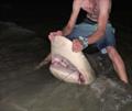 Jasper reeled in this big bull shark from our town beaches one night this week. Definitely don't go for a swim after dark