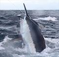 A 1000lb Black Marlin leaps away as i catch him in a 7m trailer boat at Jewel Reef in Far North Queensland