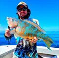 A surf parrot caught on a recent Hot Reels Fishing Charter