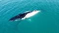 Aston sent in this pic of a half-white humpback spotted off Arch Cliffs recently. Adds another level of interest to the already cool whale-watching experience