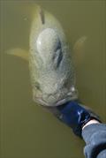 Murray cod