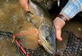 Helping our wild trout in hot water © VRFish