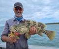 Estuary cod are big fans of shrimp imitation softies. Here is Tony with a fine example