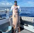 Josh McGuire with a thumping big bass groper from deep water offshore this week