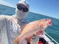 Coral trout are on the chew big time inshore this time of year. You can try the shallows, but finding a deeper reef devoid of sharks is better (if you can)