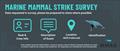 MSS Infographic