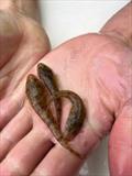 Dusky flathead fingerlings