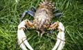 Get ready for Murray crayfish season © VRFish
