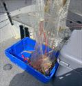 A feed of succulent banana prawns is just a few casts away when you find the motherlode