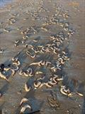 The crazy scene at Dundowran Beach last Friday. If anyone can shed any light on why this mass kill occurred, please let us know