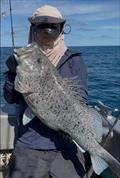 You know you are on prime reef when you are catching cattle dogs. Yet another prime reef fish caught on a recent D.I. Point Fishing Charter