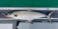 Luke is a trolling fanatic and a highly successful one too. Broadies are a fine target close inshore right now