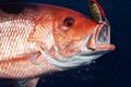 Saltwater Red Snapper
