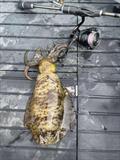You only need ultra-light tackle to target tiger squid. They are great fun, great eating and primo bait as well
