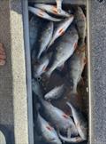Trelly's Weekly Fishing