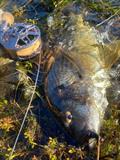 Nice derwent bream caught on one of “These bloody Flies”