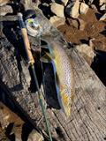 A winter Great Lake brown caught feeding close to shore