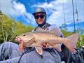 If you are going to catch wintertime jacks, then prawn lures are the go. The Barambah Stinger Shrimp will increase your hook-up rate on finicky fish