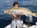 Mulloway caught four times as part of the Game Fish Tagging Program