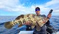 Big estuary cod are on the chew as they fatten up heading into quieter times in colder waters. Let them go to keep our reefs in good nick if you can