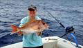 Dorz put the Daiwa Sea Power deep dropping combo to work on a host of tasty deep-water delights earlier this week