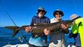 You know you've got a big cobia when you need your mate to help you hold it. Another victim of a Hot Reels Charter