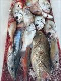Standard fare from a day trip offshore with Double Island Point Fishing Charters