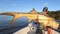 Scotty found big threadies such as this one on an estuary mission this week