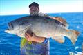 Big fat cod such as this one hauled in by Nathan are best released when in good condition. They help maintain our reefs in good shape