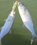 Chopper tailor are proving a real nuisance in the Burrum and down the straits. This pair snaffled Jacko's vibe whilst their mates chased on