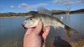 Trelly's Weekly Fishing Report - July 25, 2025