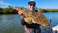 Swags of flathead can be found in all of our estuary systems at present. Grab some softies and get amongst them this week