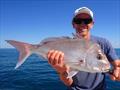Snapper will be hotly pursued from this weekend onwards, now that the season is re-opening at midnight tonight