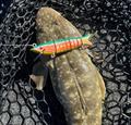 Ollie Pearce made a 'shark' at Bunnings' craft shop and converted it into a lure. Persistence paid off with this fine flatty first use