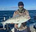 Big green jobbies are a prize catch offshore. They take dead and live baits, trolled lures, jigs and softies. They pull hard and taste great too
