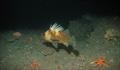 CDFW photo of a quillback rockfish from an underwater Remotely Operated Vehicle (Marine Applied Research and Exploration)