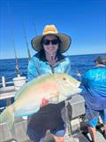 Large venus tusk fish regularly feature in catches aboard Double Island Point Fishing Charters