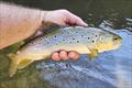 Trelly's Weekly Fishing Report