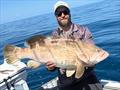 Large estuary cod abound in the waters of the bay and beyond