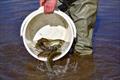 Rainbow Trout