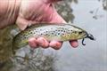Trelly's Weekly Fishing Report - 26th September 2025