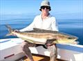 Saltwater Playground Charters continue to catch cobia regularly, and will do so for some time to come