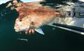 Snapper