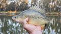 Yellowbelly