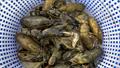 Yabbies