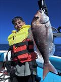 Port Phillip snapper