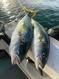 A pair of yellowtail kingfish