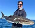Cobia are still consistent in the northern bay. Expect XOS fish if you can get out there sometime soon